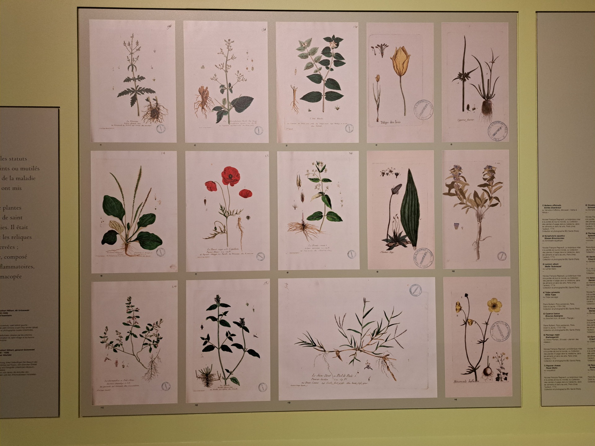 Liste des 14 plantes utilisées dans saint Vinage